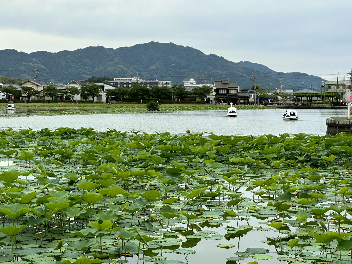 Lotus pond and riverside town in the Japanese countryside