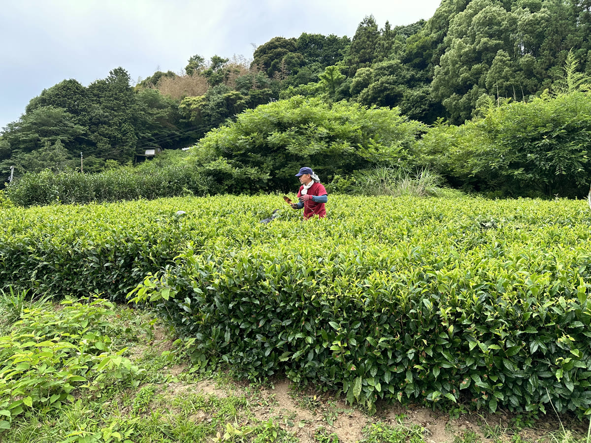 A tea farmer harvesting rows in the Shizuoka mountains