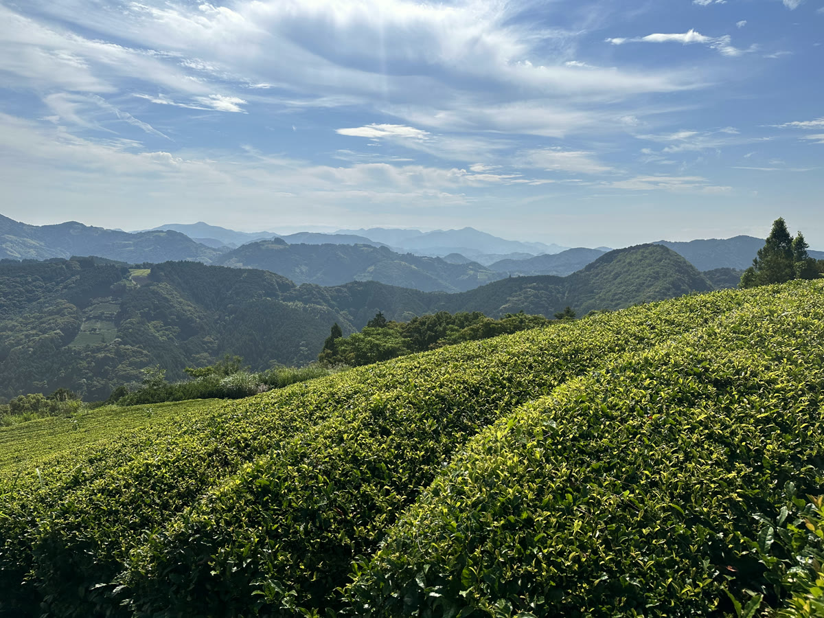 Tea fields terracing the mountains above Shizuoka, Japan